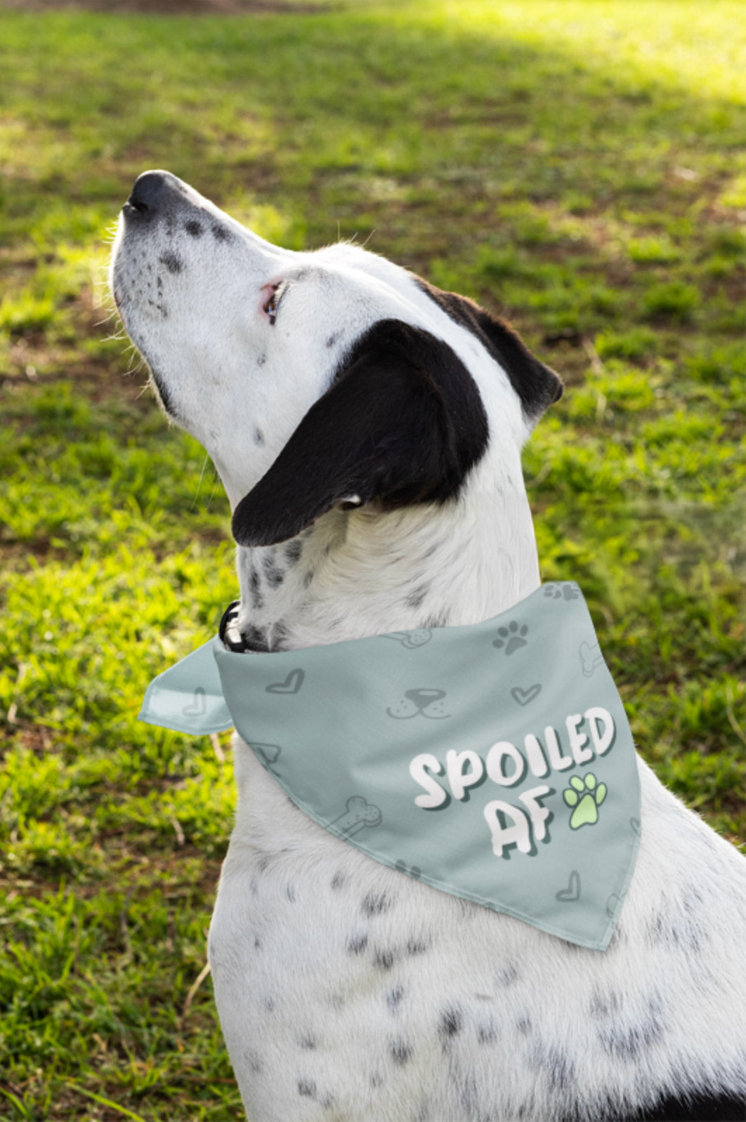 Spoiled Dog Teal Bandana